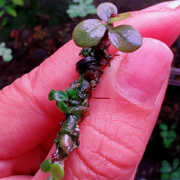 福利15号福利价植物一头