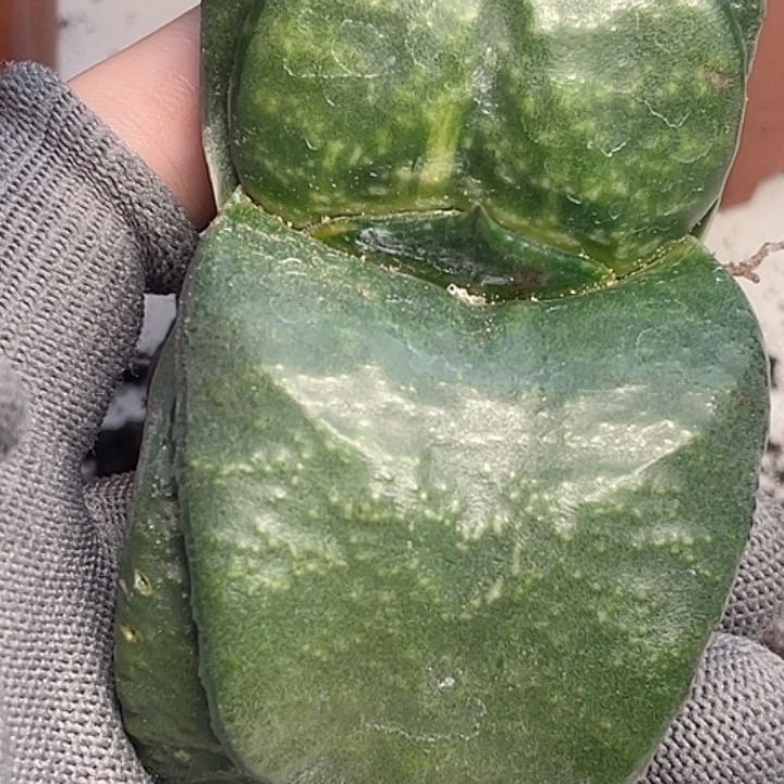 一物一拍竞拍福利拍