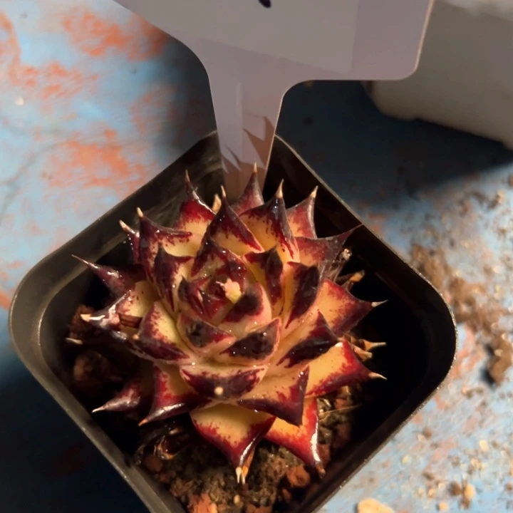 9加州黄皮带刺头。