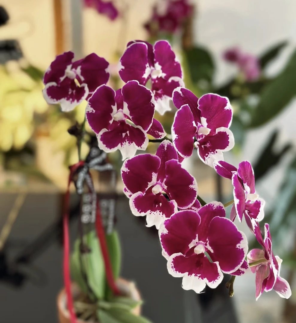 蝴蝶兰【黑天鹅】3.5杯苗无花无剑