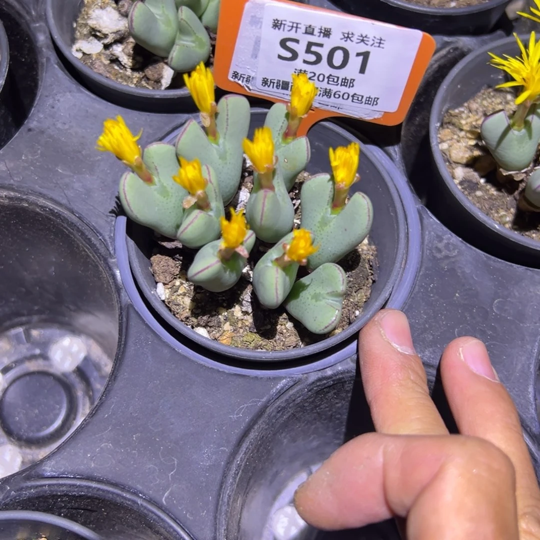 501 一物一拍，默认有伤，介意勿拍，不退不换