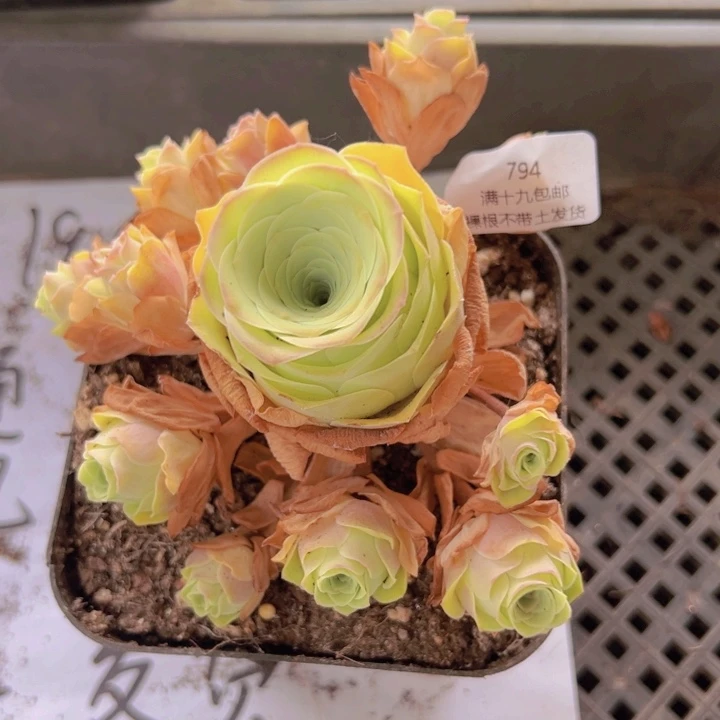 794 裸根不带土发货不包损