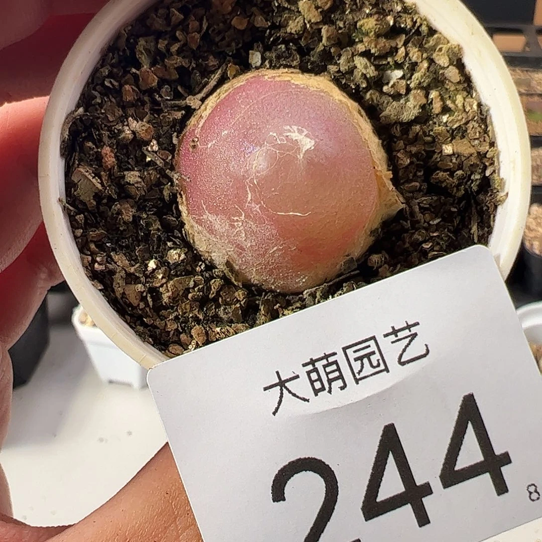 0000244 一物一拍……
