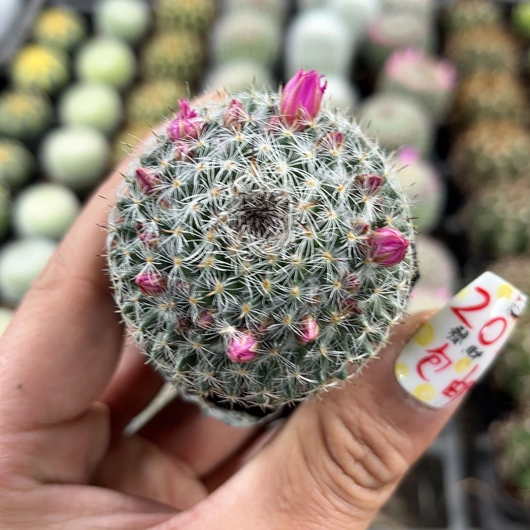 带花苞发货单头发货有根