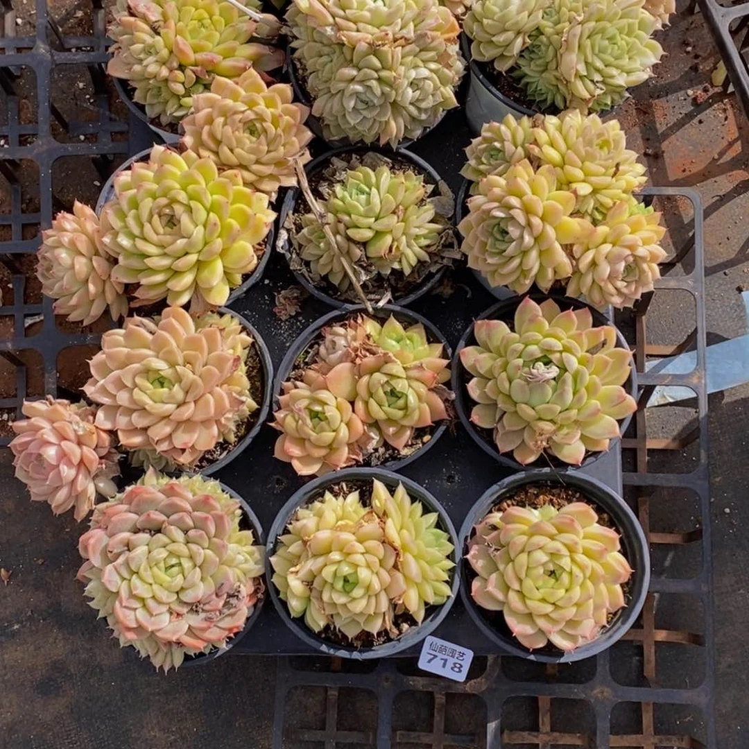 俩**了718的人生态度就是这样一