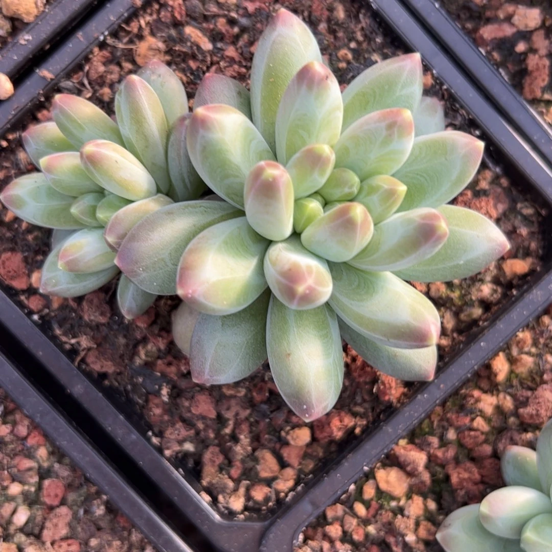 多肉植物多肉植物