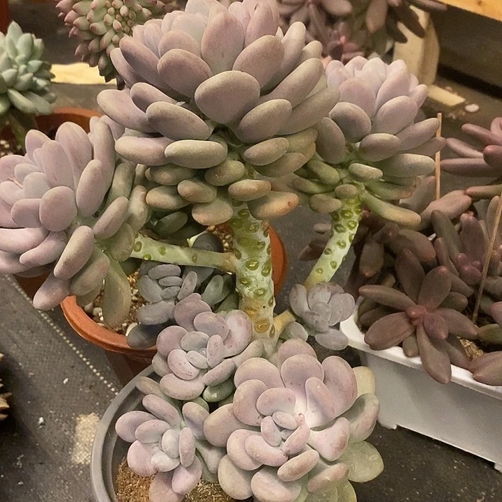 多肉植物肉肉植物