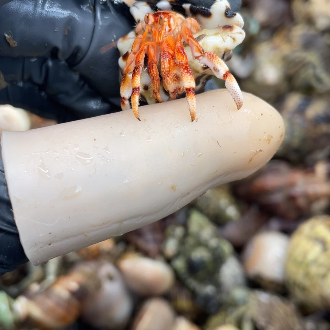 不退不换活体宠物181