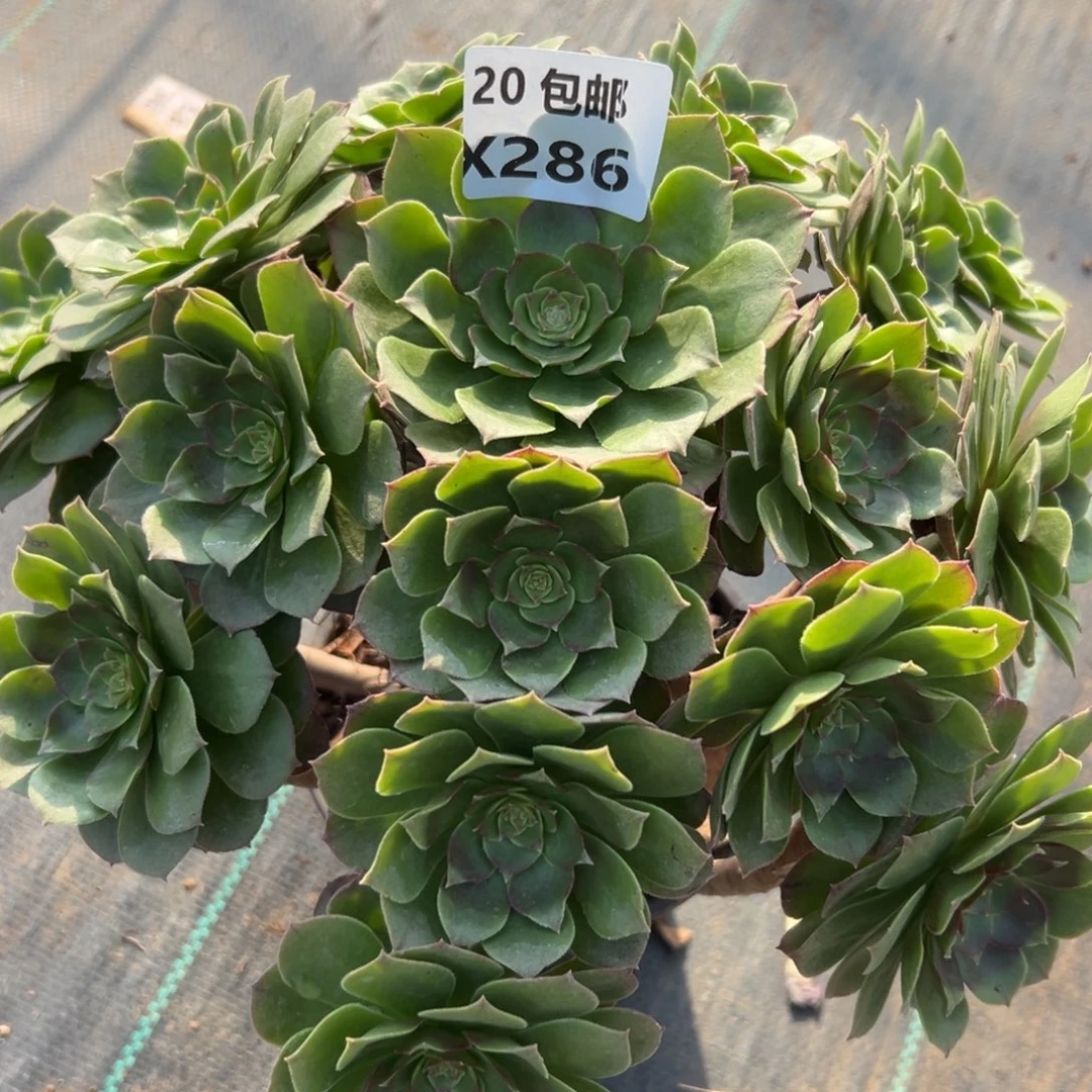 286沙拉碗，，满20包邮嘟叮熊