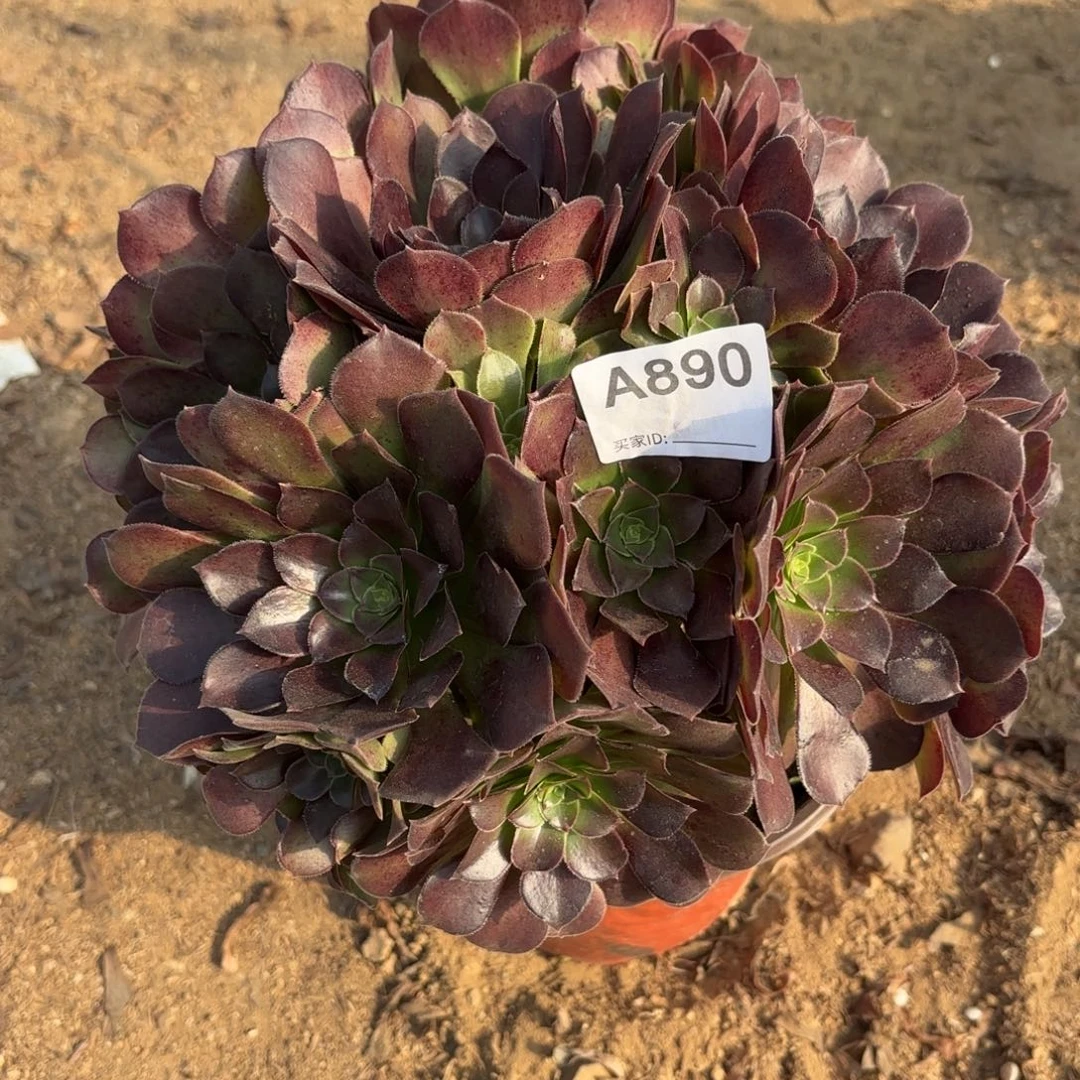 荷兰玫瑰断枝不包890