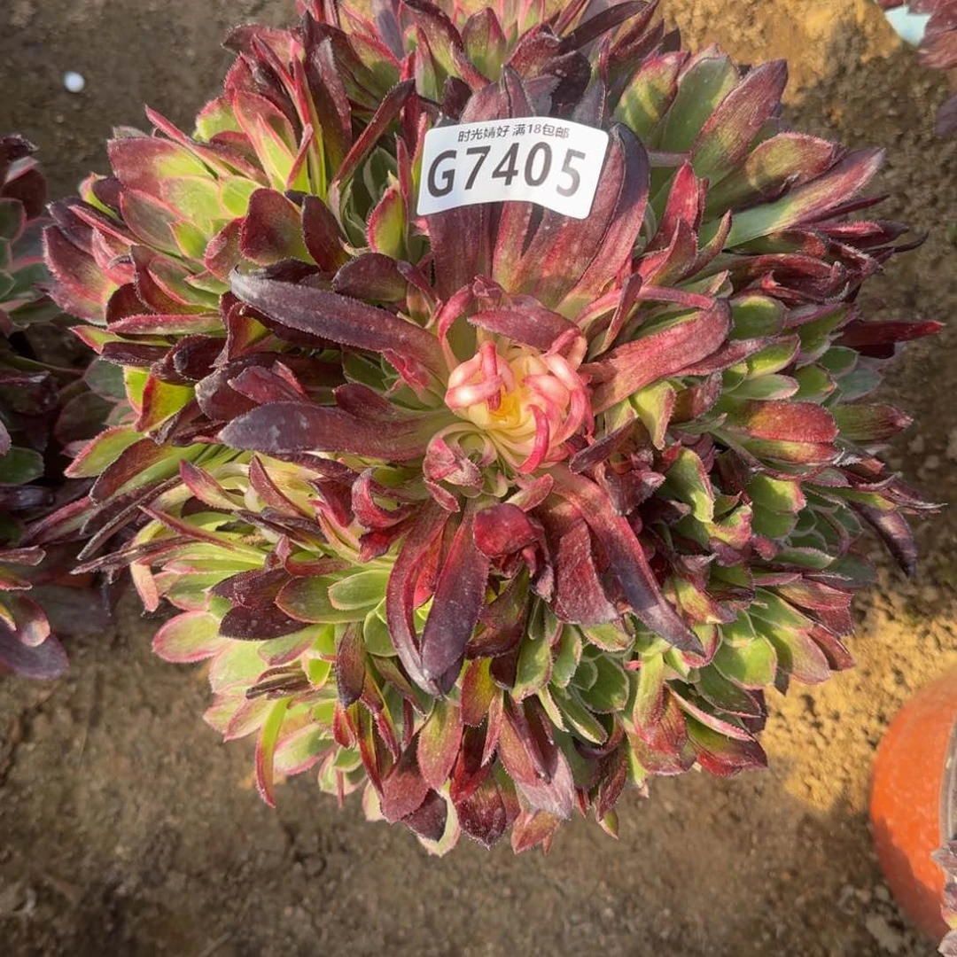 何****07405玉芙蓉也是星黛露寄养到秋