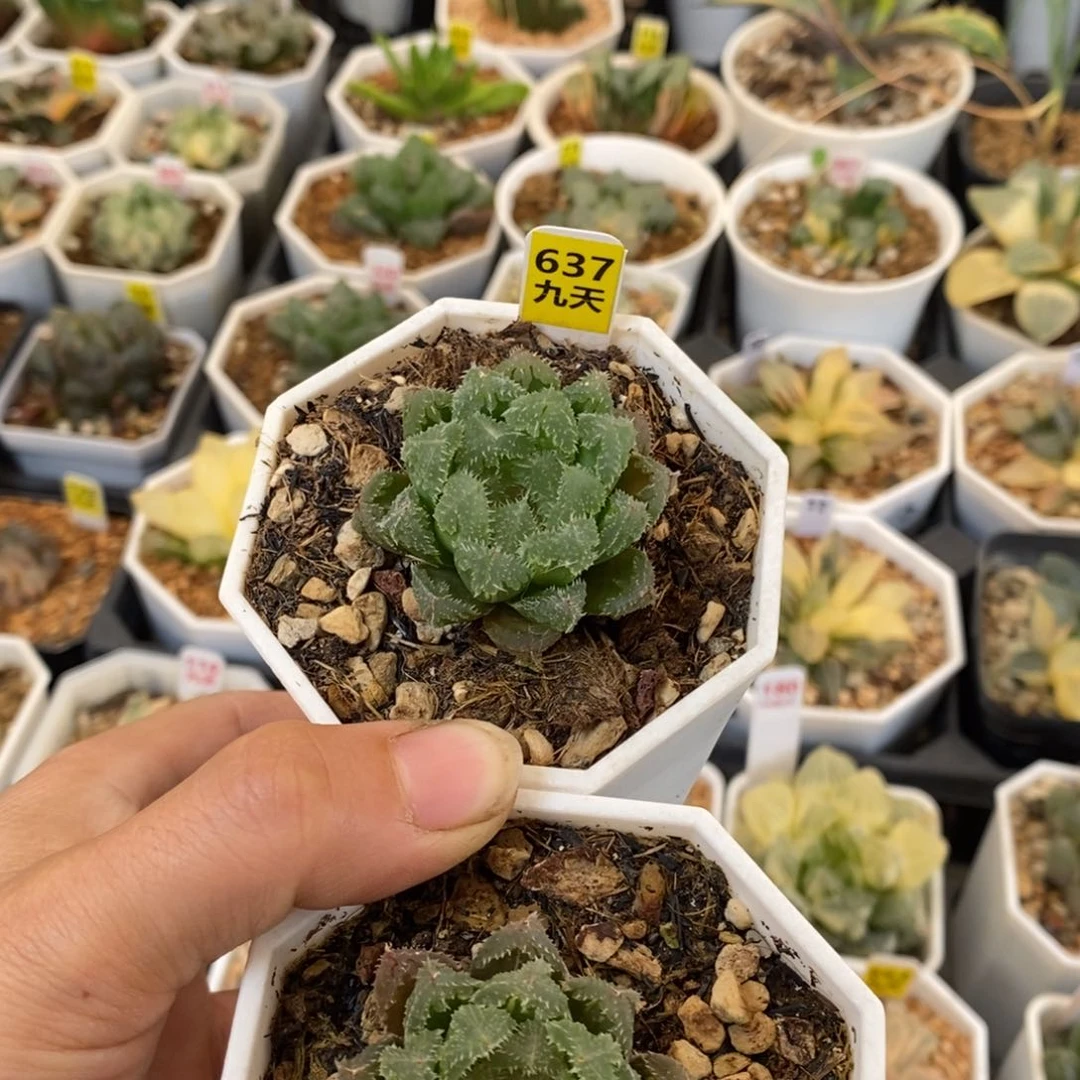 ?****记637号2颗玄冰无锦带盆发货