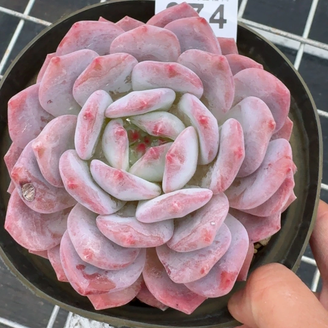 橙子          摇身一变高富帅，一夜暴富动作快
