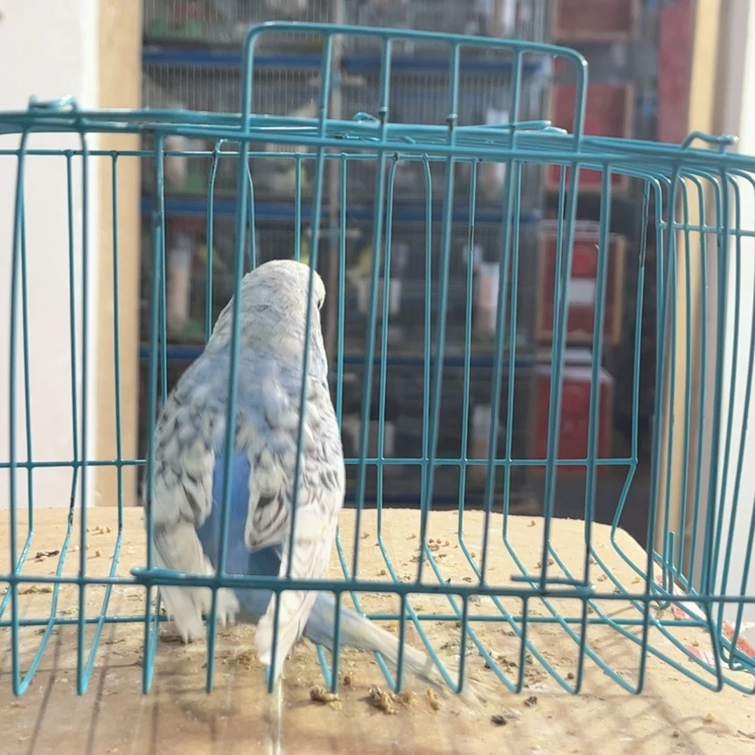 虎皮鹦鹉我的小姐姐