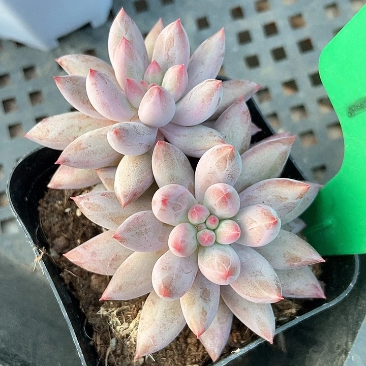 多肉植物虞美人1001多肉