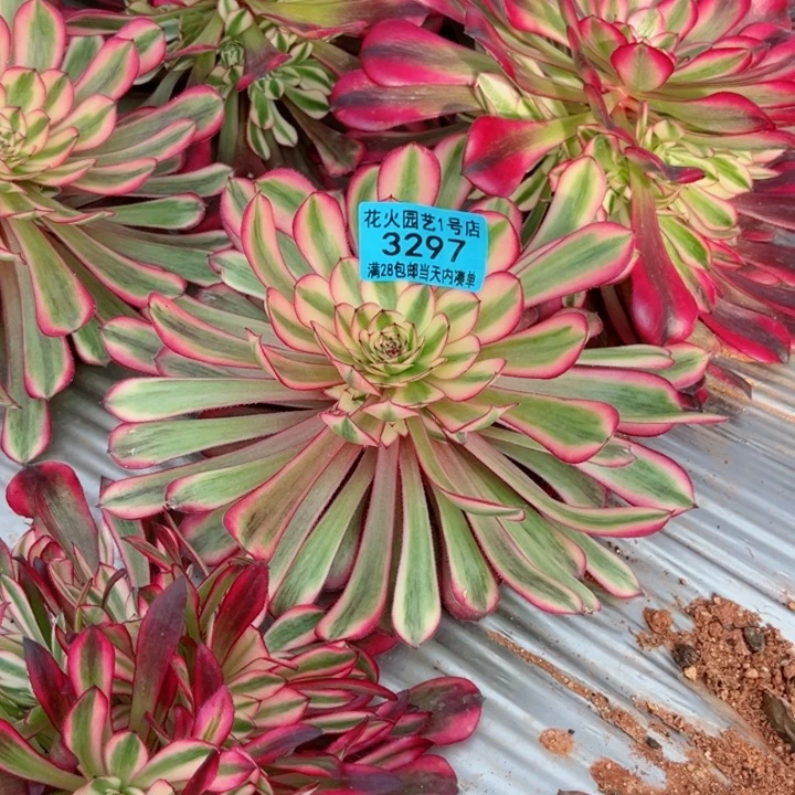 不知名3297多肉植物