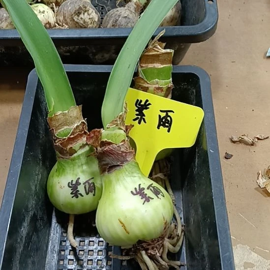 ****了无花朵紫雨4-5发三个