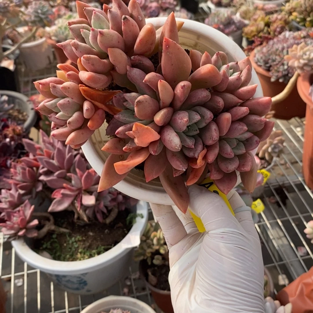 280桃花源老桩一物一拍