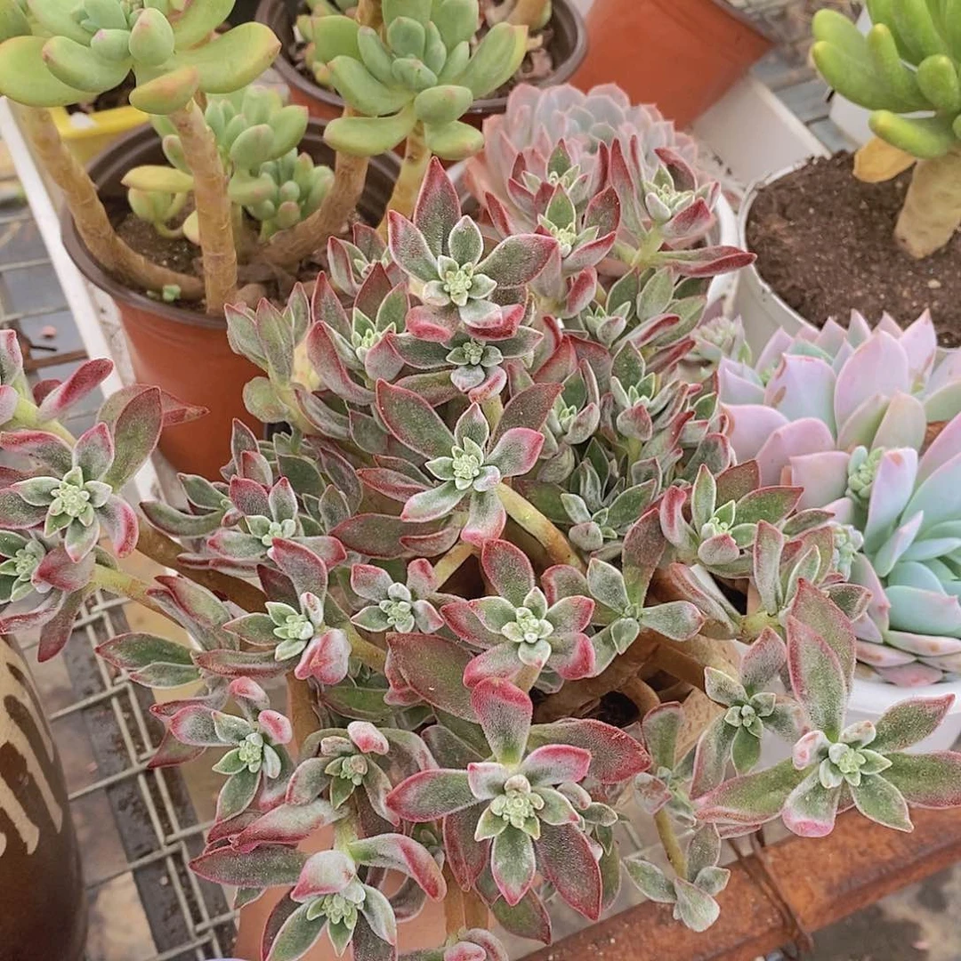 红兔耳整桩两盆精控