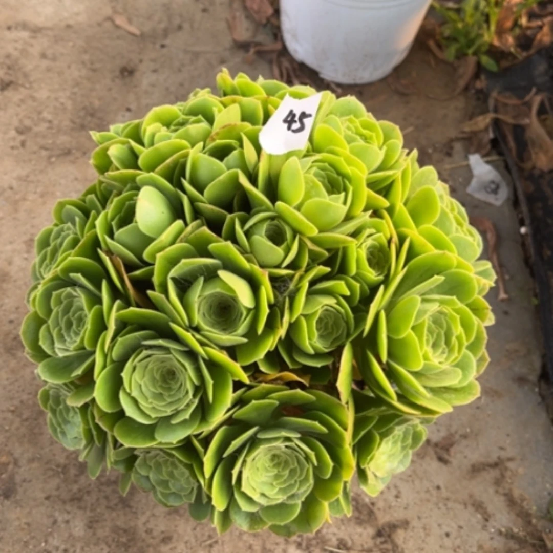 【闪购商品】45绿玫瑰多肉法师