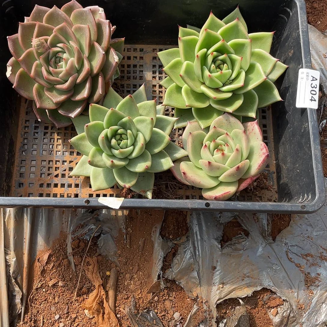 若如多云单拍A304