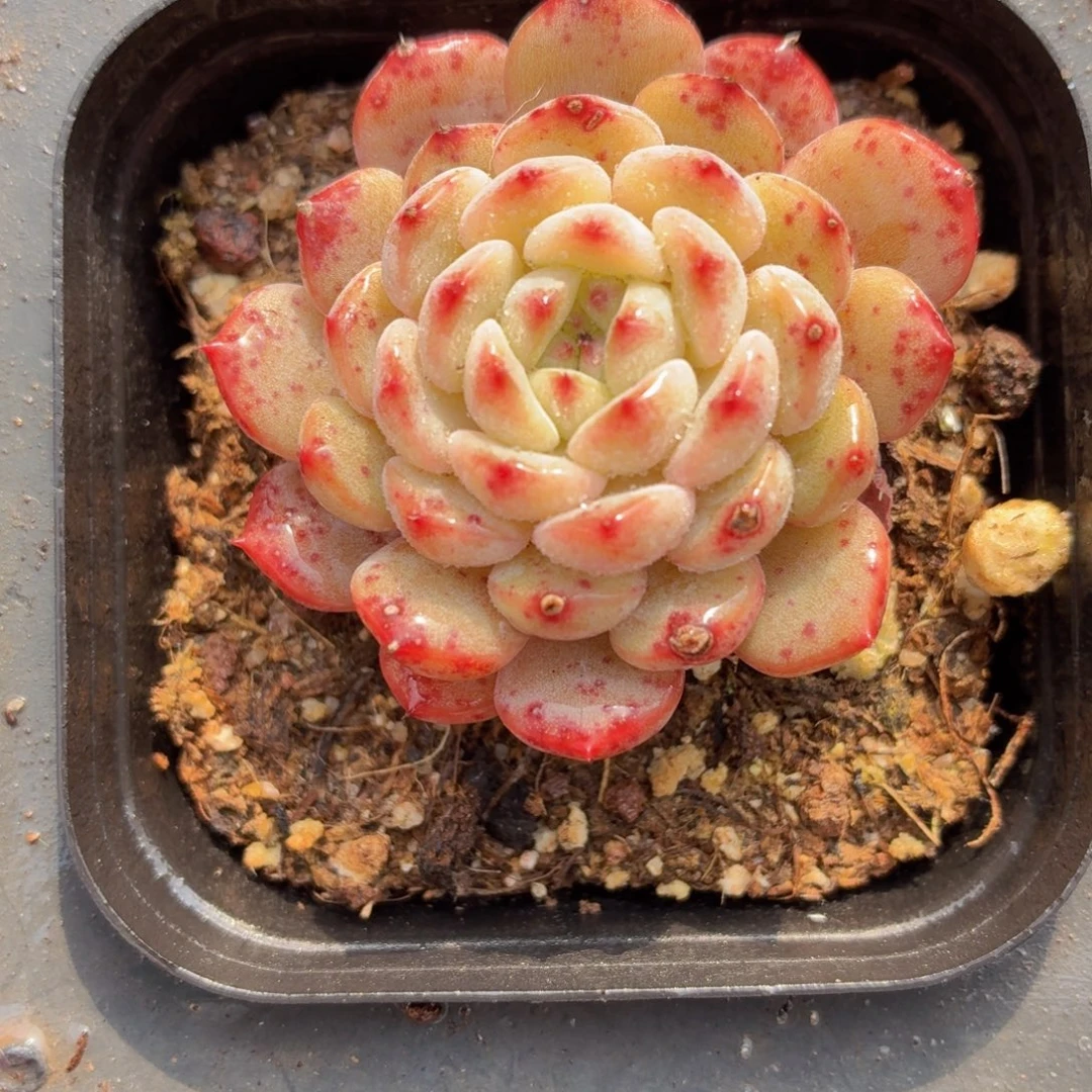 白胖子多肉9.9包邮发货