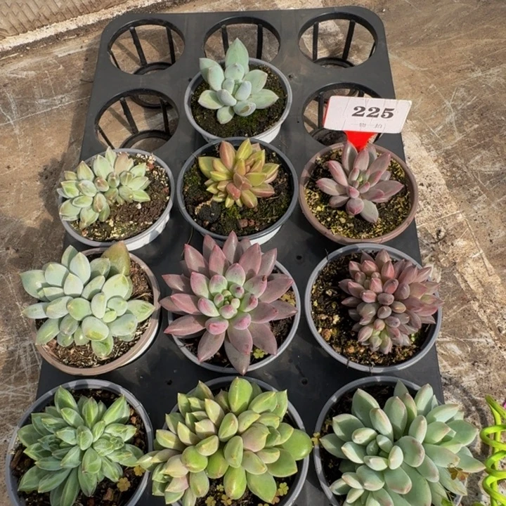 225多肉植物一物一拍