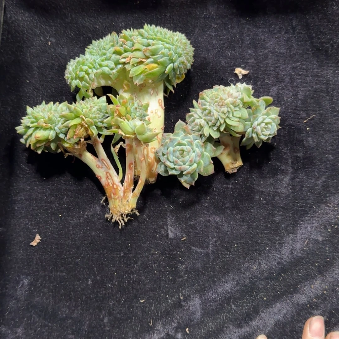 三颗冰魄缀化一起一物一拍