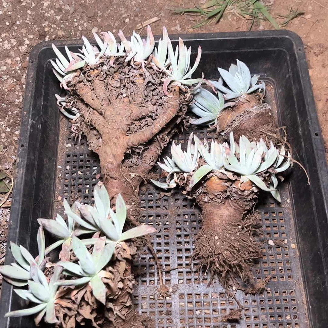 6148狂拍多肉仙女杯