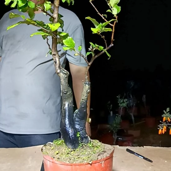 国***猫无花朵老鸦柿嫁接苗