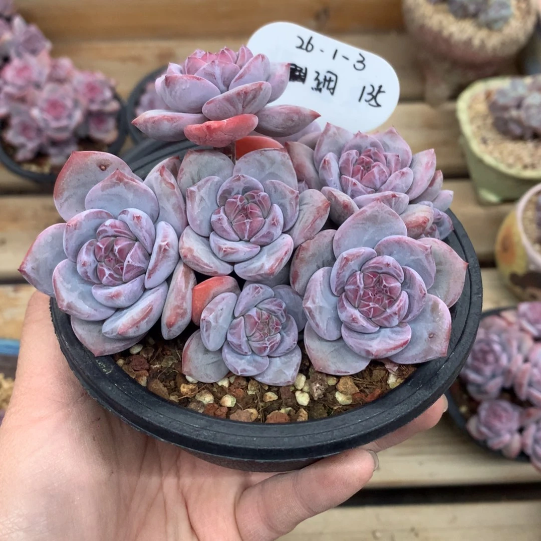 細***~2613 细 专拍突尼斯星影