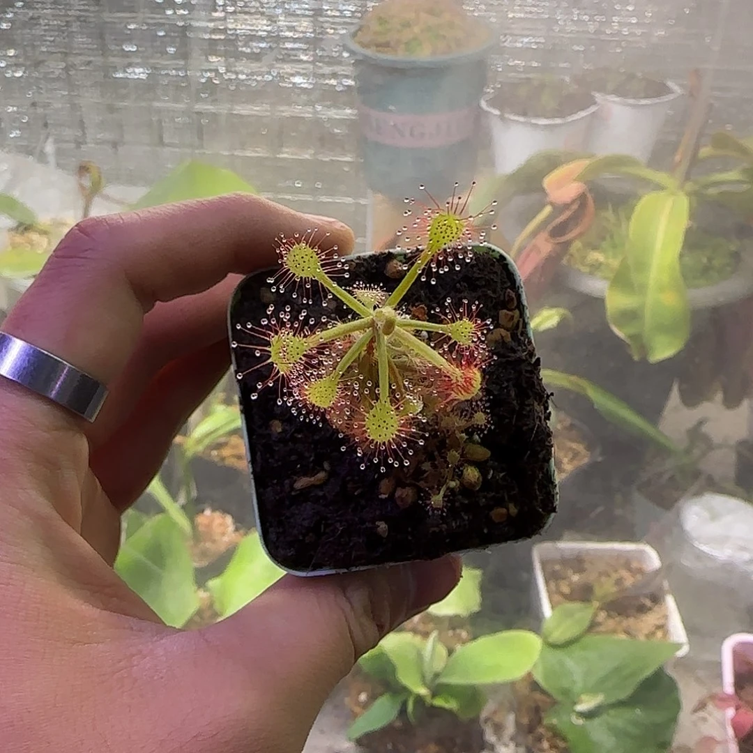 向***铭无花朵马达加斯加