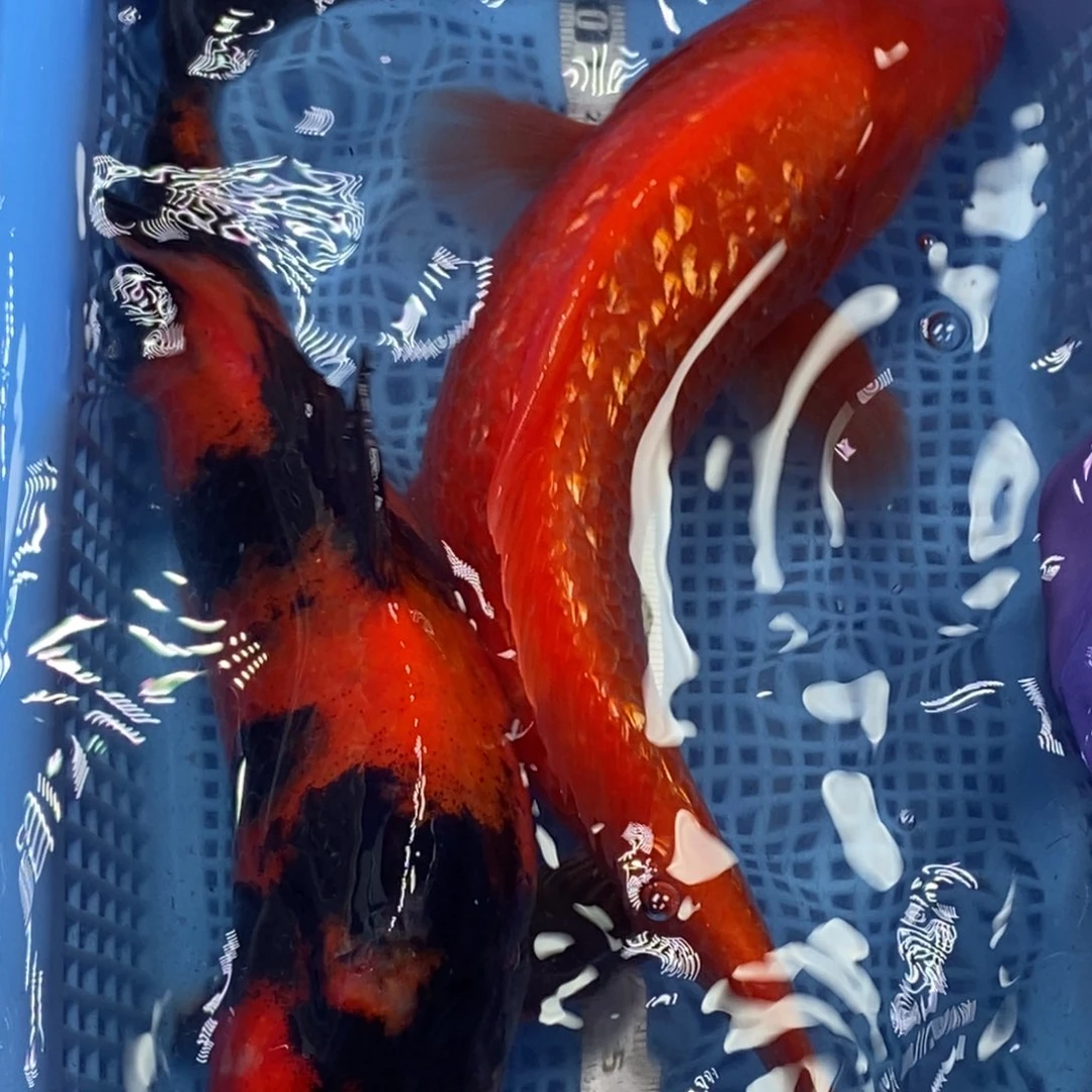 锦鲤冷水锦鲤包邮