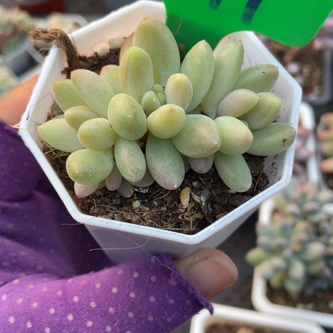 791橙色奇迹多肉植物