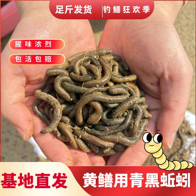 鲜活青蚯蚓钓黄鳝活体黑蚯蚓特大臭蚯蚓湖北垂钓翘嘴钓鱼活饵蚯蚓