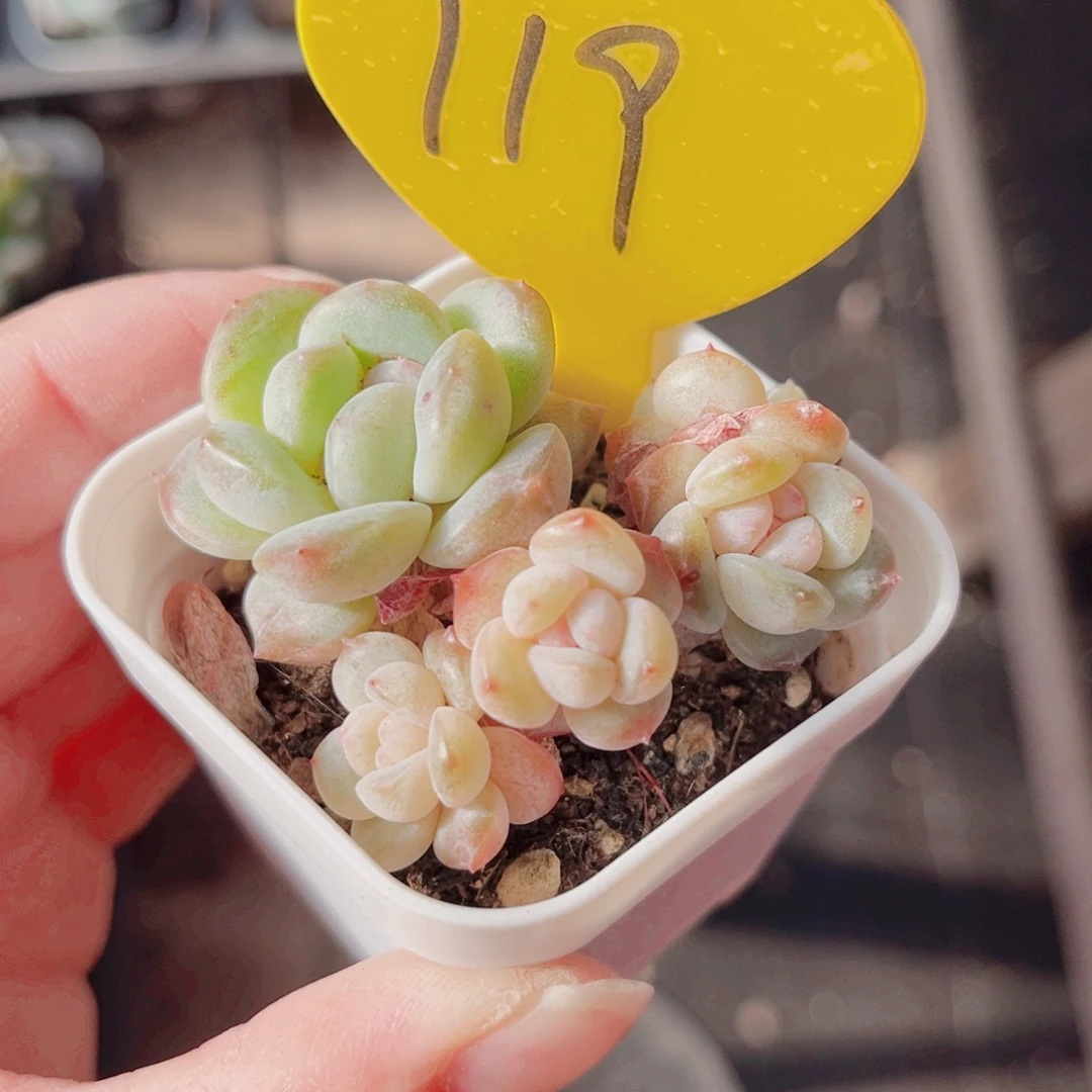 119号小老桩糖心群