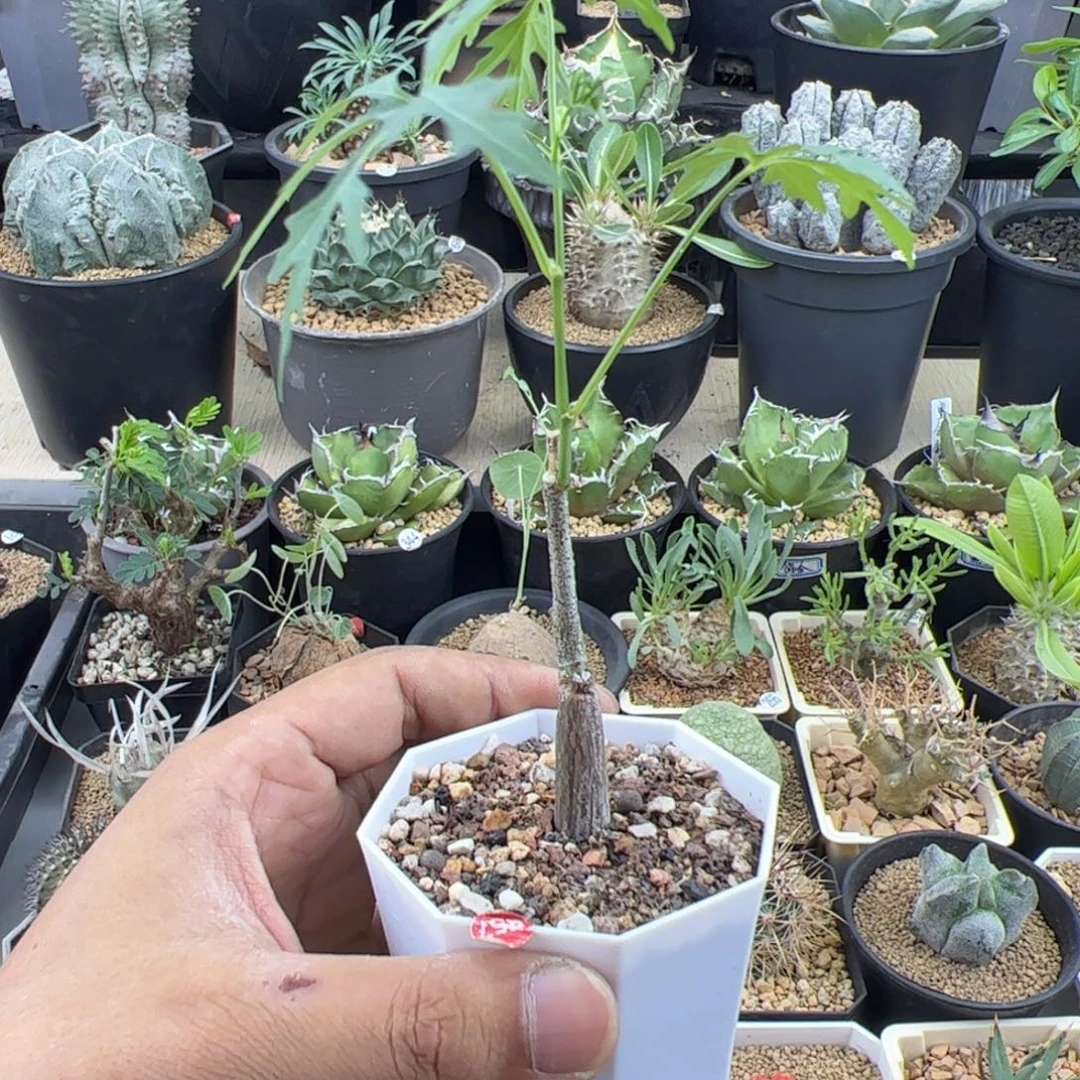 枫叶苦瓜一物一拍