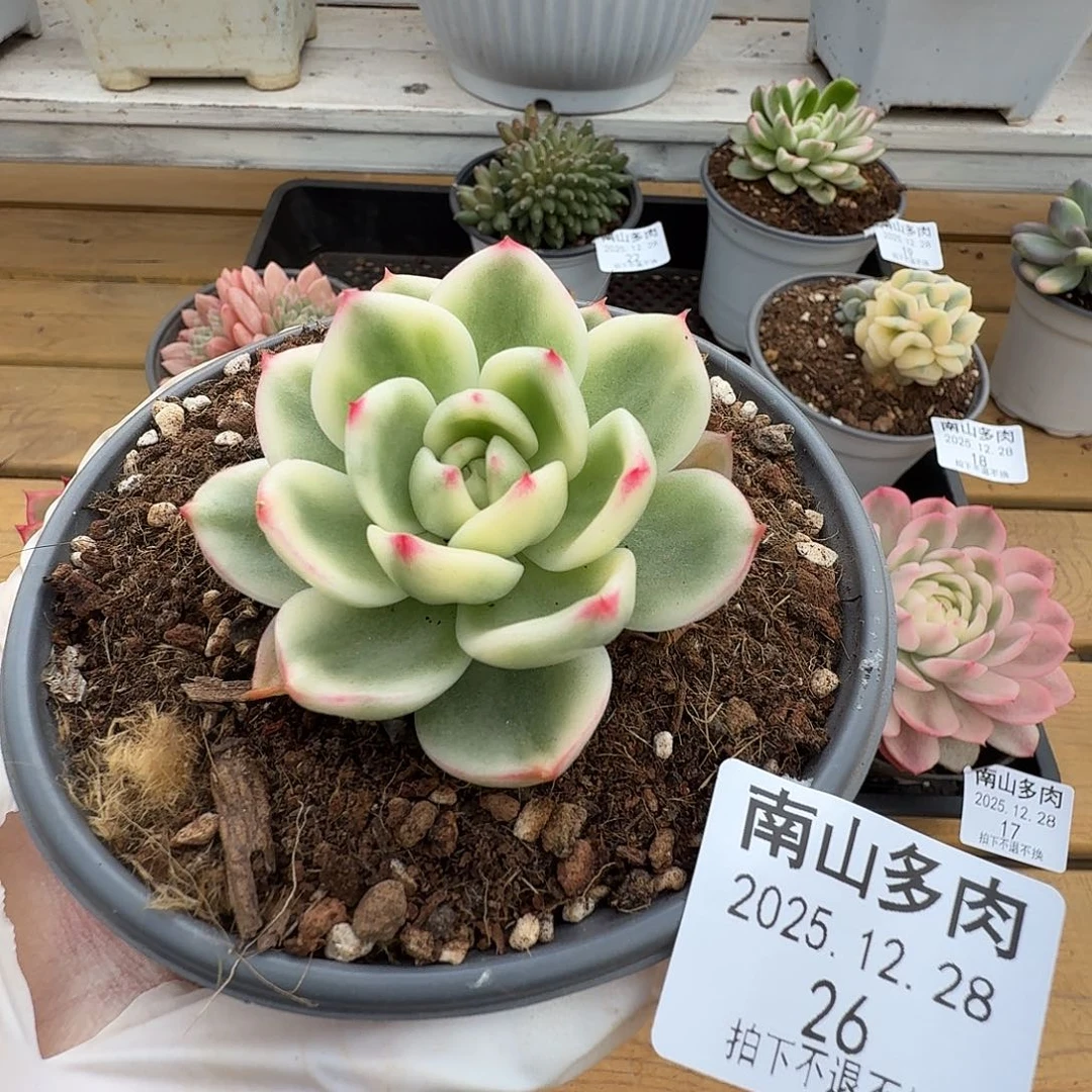 蔚蓝乌木1111228-26