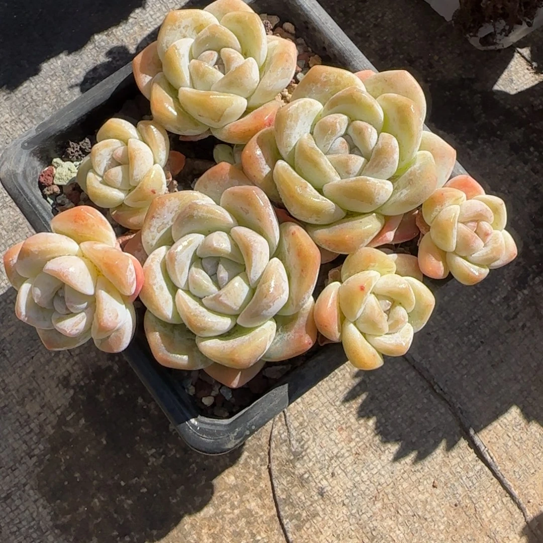 韩版冰群生一颗一颗