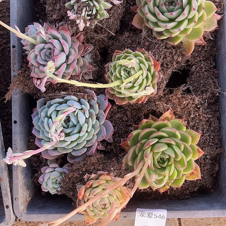 直播福利一物一拍546