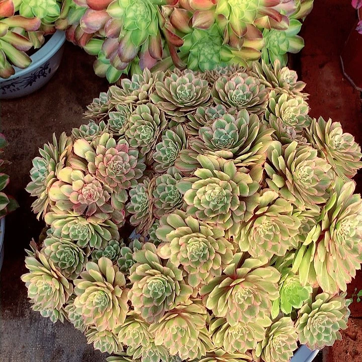 摘心朵朵粉黛，多肉植物