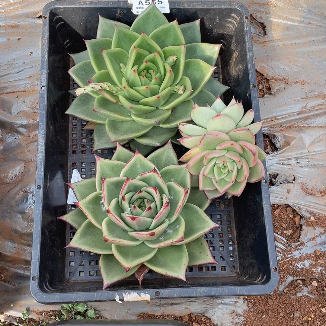 若如东云单拍E611