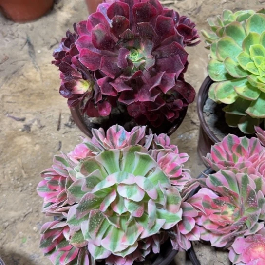 美杜莎粉女巫组合9.9