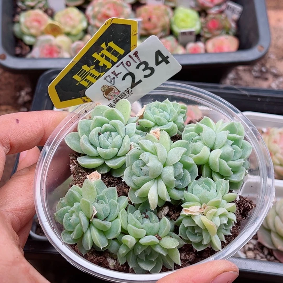 多肉植物多肉植物