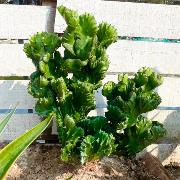 玉麒麟仙人掌植物绿麒麟帝国麒麟掌沙生植物造景植物多肉植物