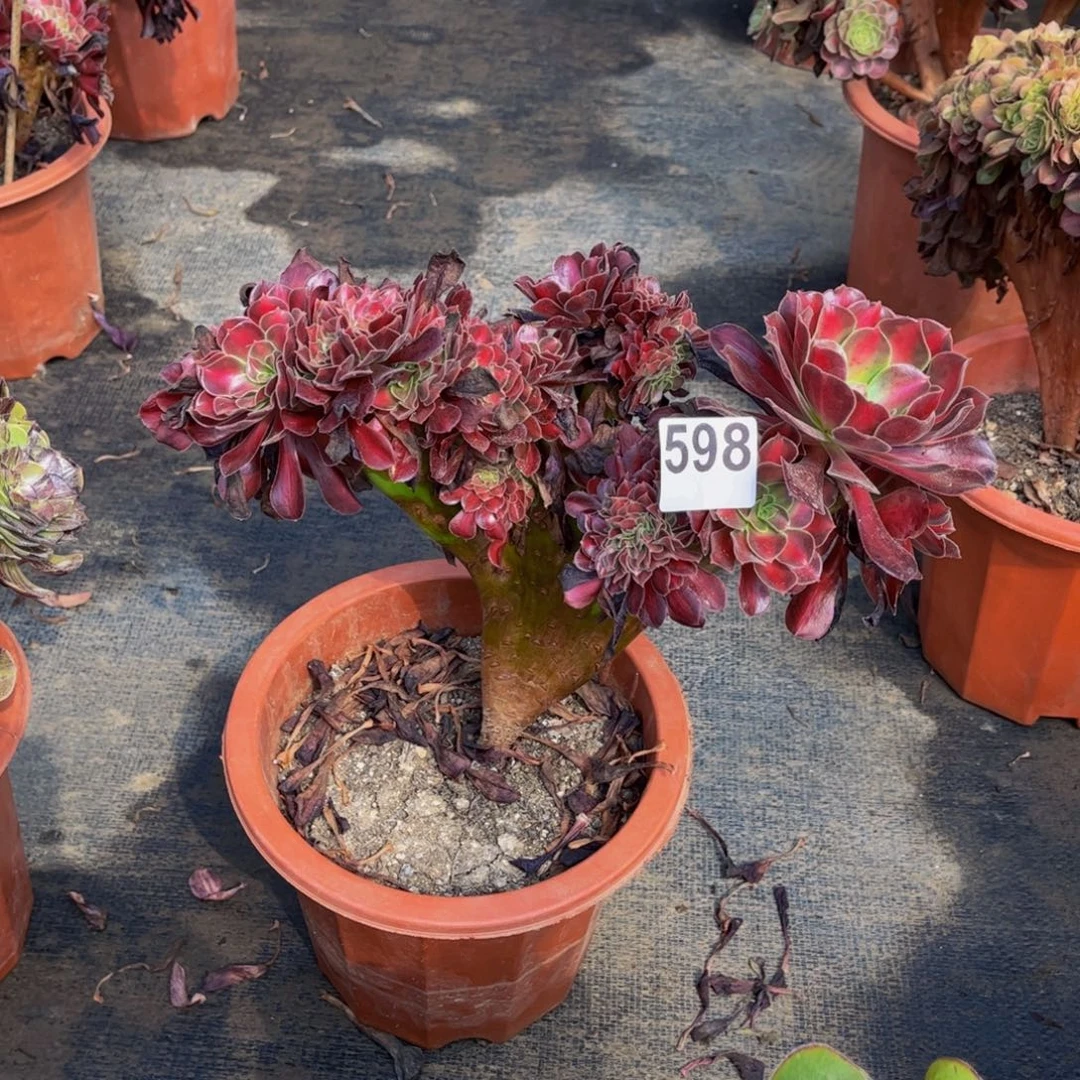 多肉植物花纳锦缀598
