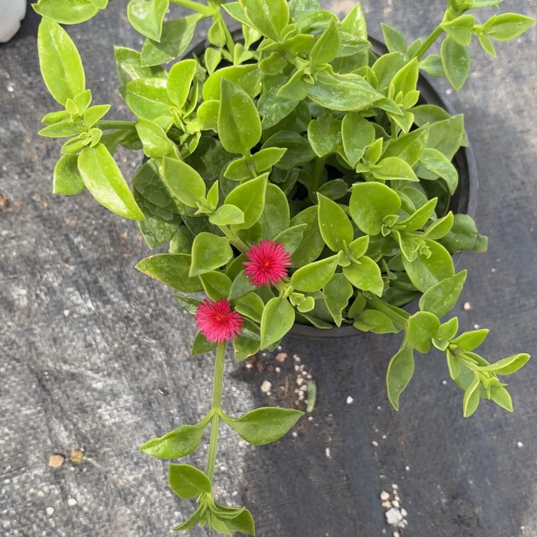 新疆包邮牡丹吊兰福利