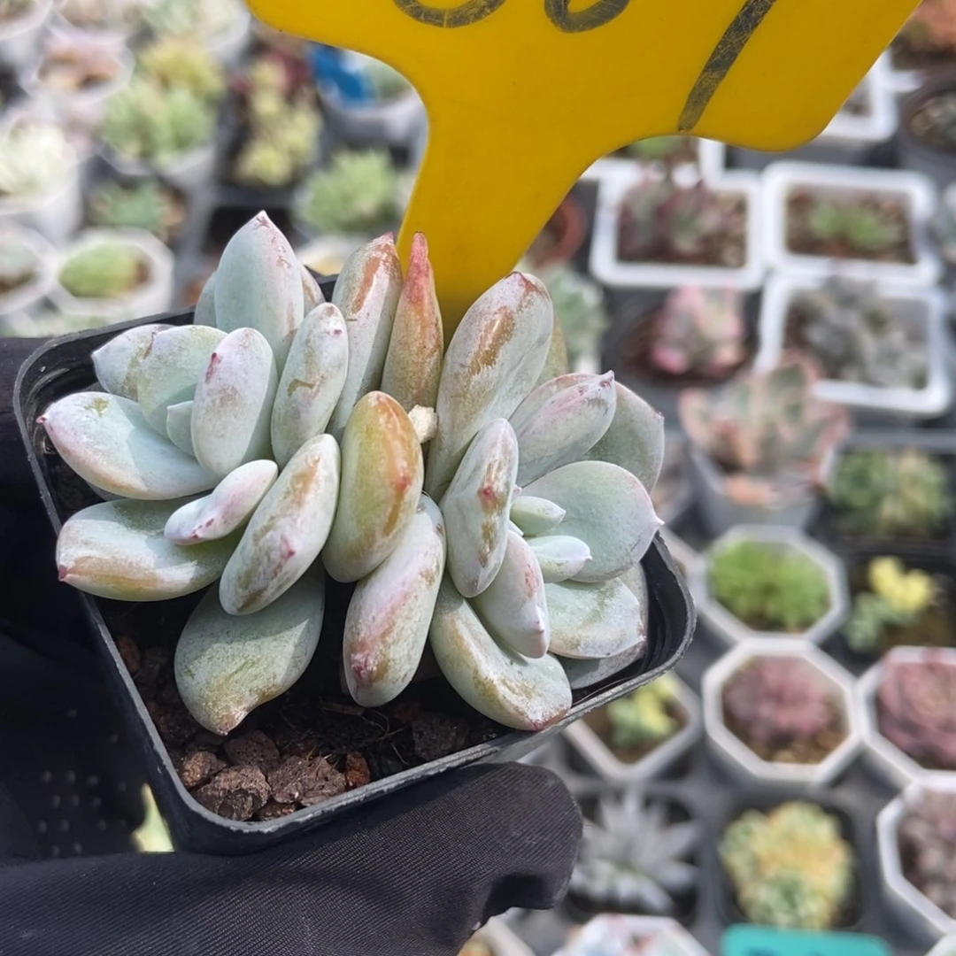 887奶茶多肉植物保护