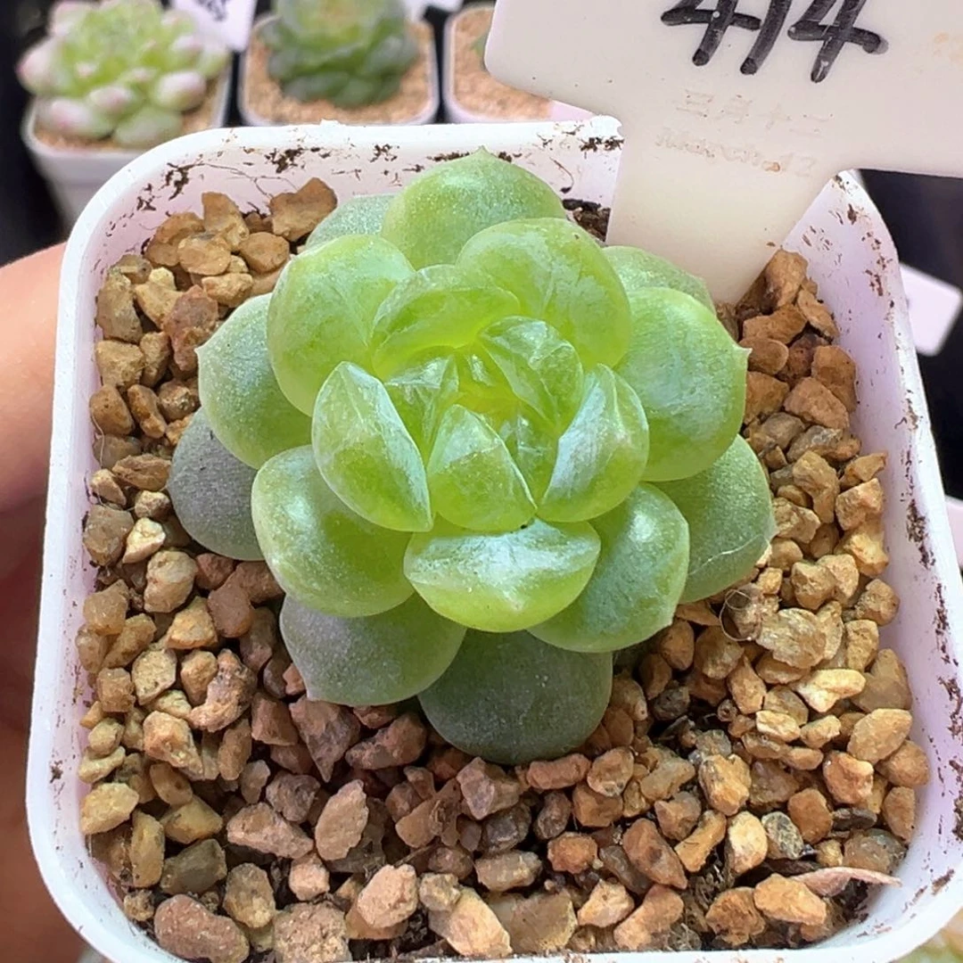 414号白冰 晗雨多肉