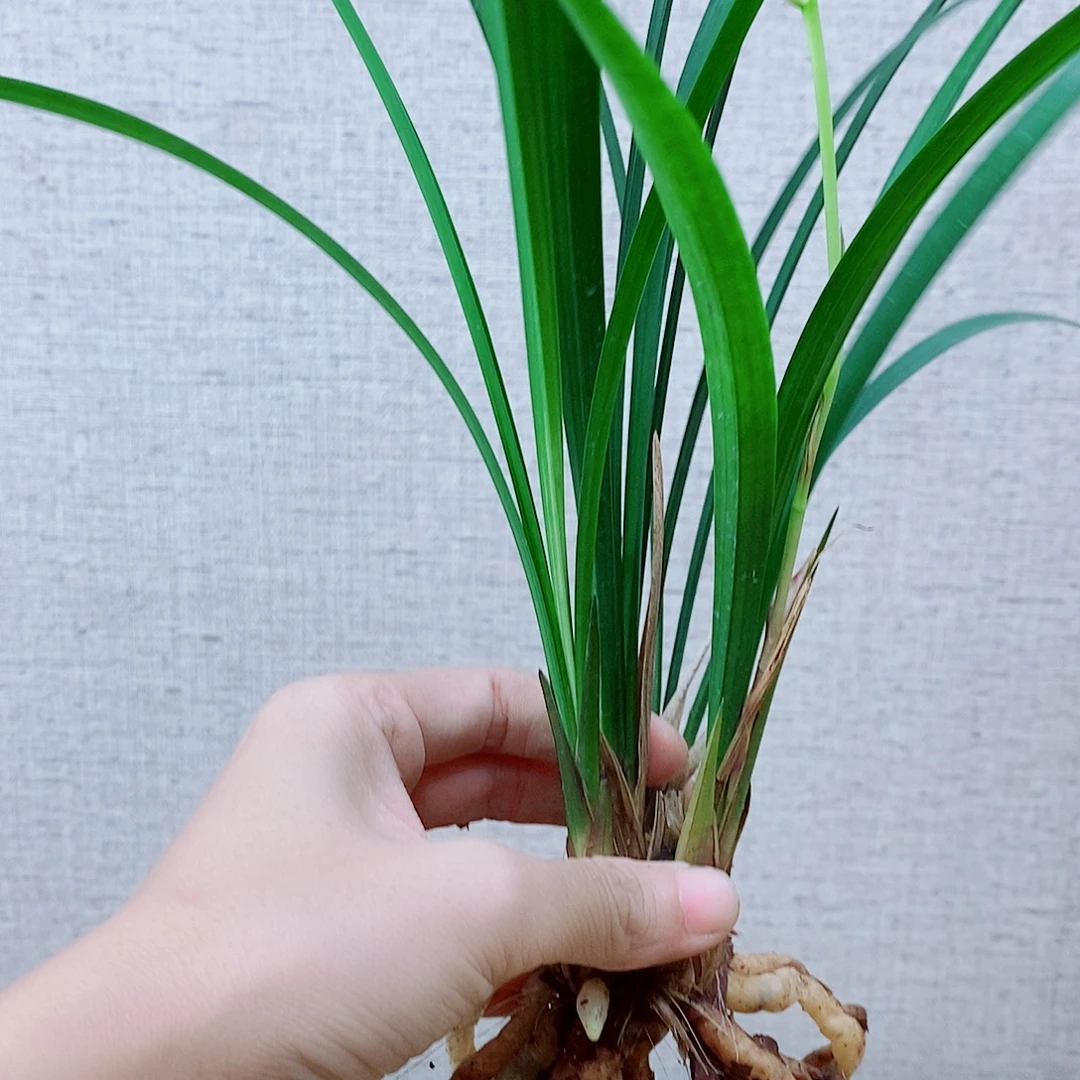 当前无花栽培后可以开花逸